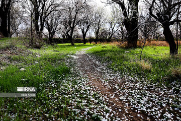 Le printemps dans les jardins traditionnels de Qazvin