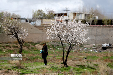 Le printemps dans les jardins traditionnels de Qazvin