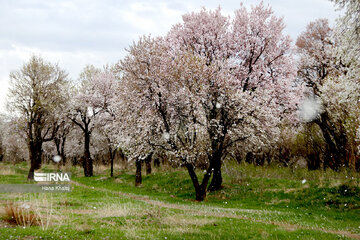 Le printemps dans les jardins traditionnels de Qazvin