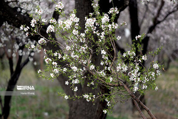 Le printemps dans les jardins traditionnels de Qazvin