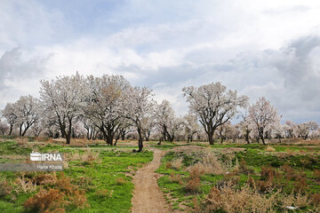 Le printemps dans les jardins traditionnels de Qazvin