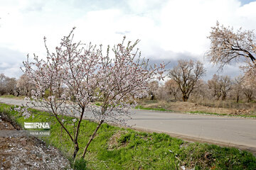 Le printemps dans les jardins traditionnels de Qazvin