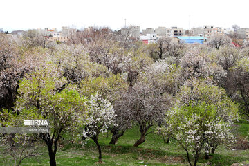Le printemps dans les jardins traditionnels de Qazvin