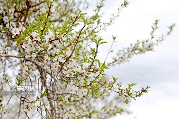 Le printemps dans les jardins traditionnels de Qazvin