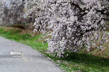 Le printemps dans les jardins traditionnels de Qazvin