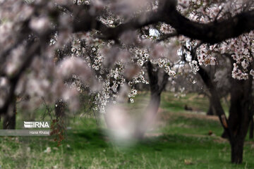 Le printemps dans les jardins traditionnels de Qazvin