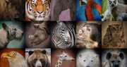 بانک سلولی گونه‌های جانوری در معرض تهدید ایران راه‌اندازی می‌شود