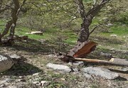 نابودی ۶ هزار درخت بلوط در ازای ۸ کیلومتر جاده