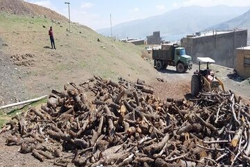 ۲۲ تُن چوب قاچاق در سنندج کشف و ضبط شد