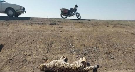 ایمن سازی جاده عباس آباد/ آیا وزارت راه مانع برخورد خودرو با یوزها میشود؟