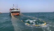 برداشت ۳۵۰ هزار تن صید سطح «زی‌درشت» از آب‌های دور و اقیانوس هند