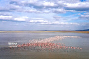 Return of life to Urmia Lake