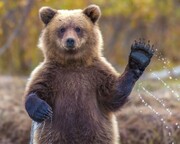 В иранском Хамедане впервые за полвека заметили бурого медведя