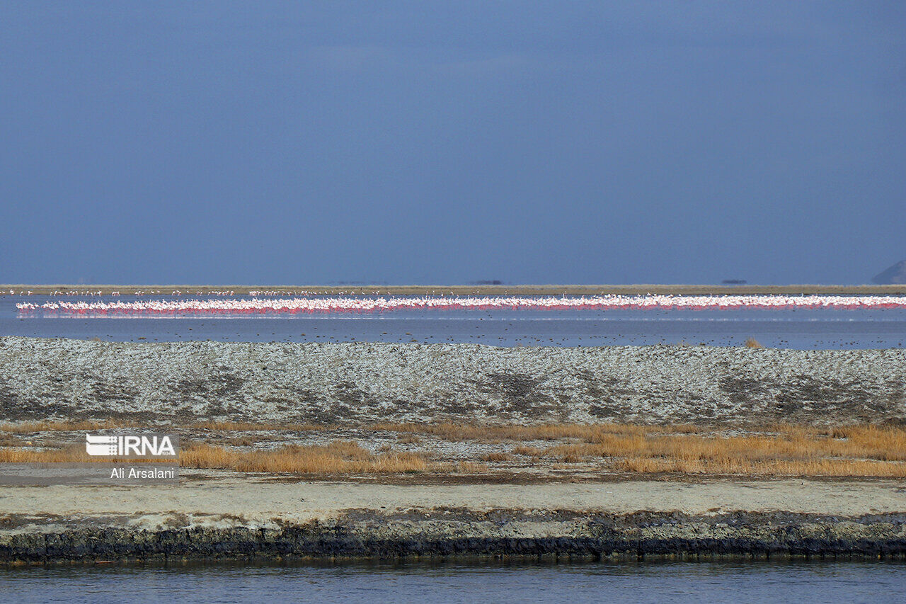 As Lake Urmia replenishes Artemia returns to the lake - Tehran Times