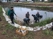 شرایط مناسب برای تکثیر طبیعی ۳۰ میلیون قطعه بچه ماهی سفید در دریای مازندران  