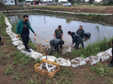 شرایط مناسب برای تکثیر طبیعی ۳۰ میلیون قطعه بچه ماهی سفید در دریای مازندران  
