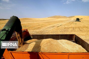 معاون وزیر جهاد کشاورزی: خودکفایی در تولید گندم همچنان اولویت است