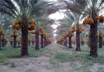 ضرورت اجرایی شدن قرارداد مزرعه صادرات خرما در استان بوشهر