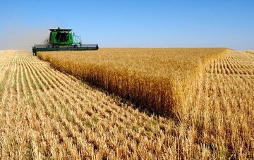 افزایش حدود ۳۰ درصدی تولید گندم در کشور قابل پیش‌بینی است