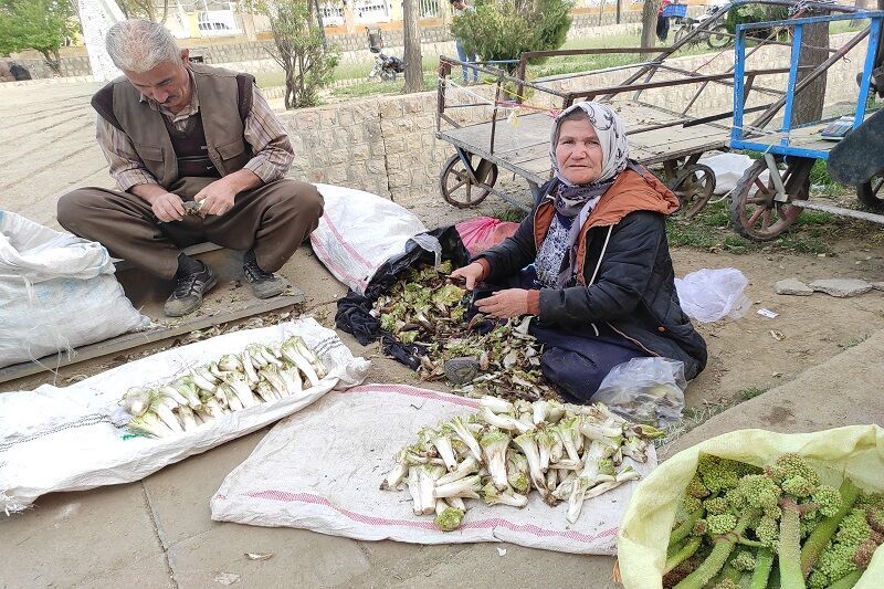 بازار داغ گیاهان دارویی، هدیه بهار به شهروندان ایوانی