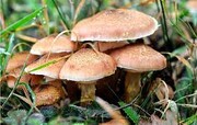 هشت توصیه دانشگاه علوم پزشکی اردبیل درباره مصرف قارچ‌های خوراکی