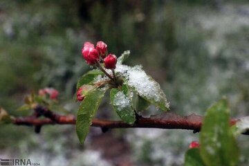 سرمازدگی بهاره ۴۳۰ میلیارد ریال به محصولات باغی و زراعی ملایر خسارت زد