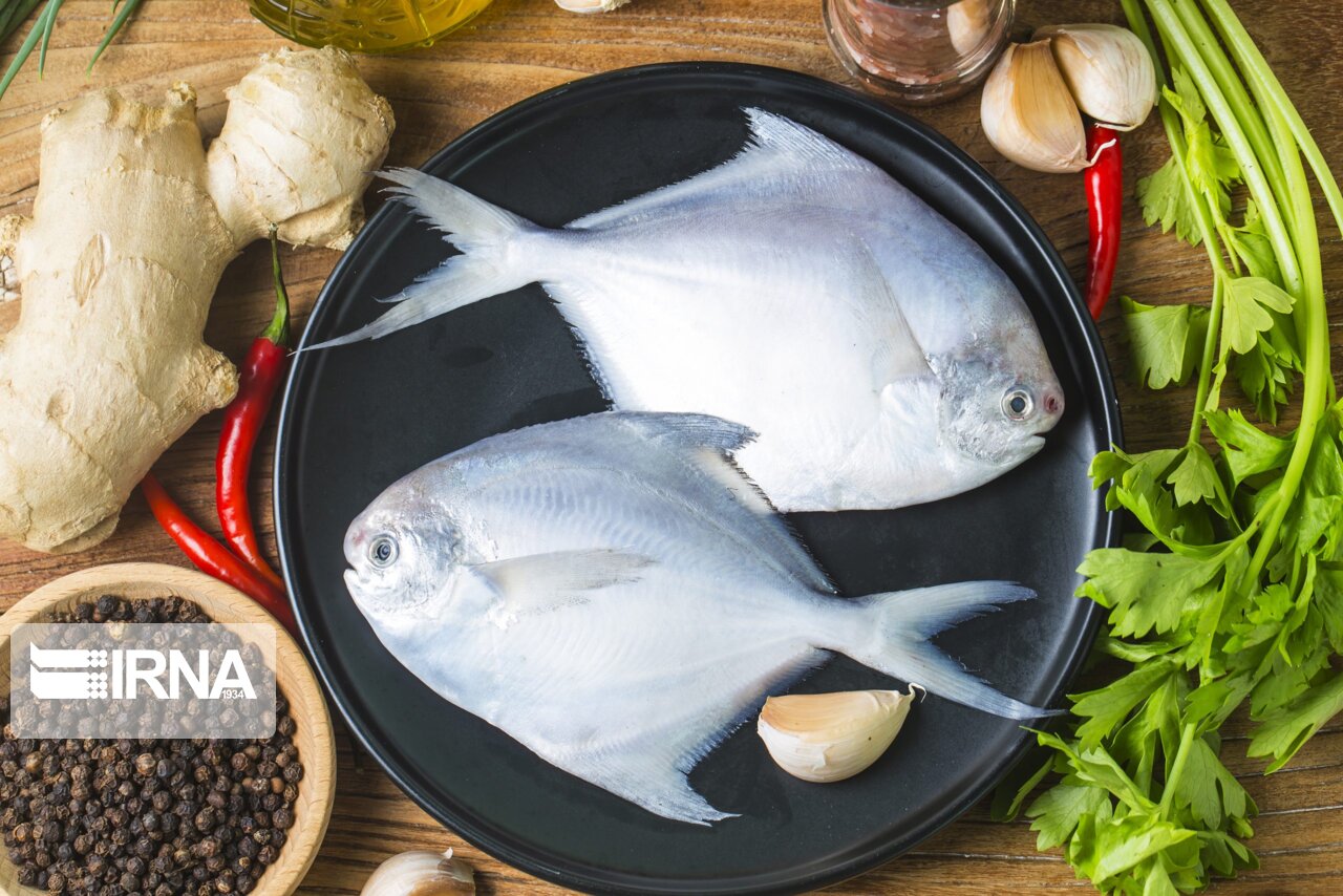 ممنوعیت ۴۵ روزه صید ماهی حلوا سفید در صیدگاه‌های شمال غرب خلیج فارس
