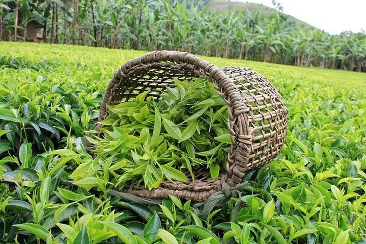 تاکید استاندار گیلان بر حمایت از تولیدکنندگان و سرمایه گذاران فرآوری چای