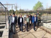 روند تولید نهال در استان‌ها با هدف ایرانی سرسبز مطلوب است