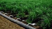 سالم سازی آبیاری یک هزار و ۲۰۰ هکتار از اراضی کشاورزی ماهدشت البرز