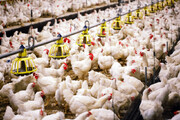 زنجیره تولید گوشت مرغ در آرادان با ۴۱۵ میلیارد ریال سرمایه‌گذاری درحال تکمیل است