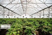 واگذاری زمین برای احداث ۱۵۰ هزار متر مربع گلخانه در سیستان وبلوچستان