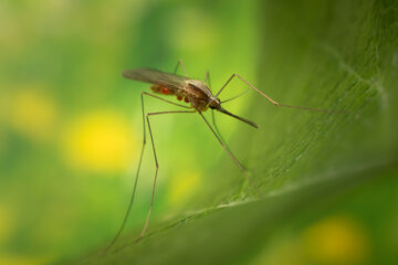 شناسایی چهار مورد مالاریا در خوزستان 