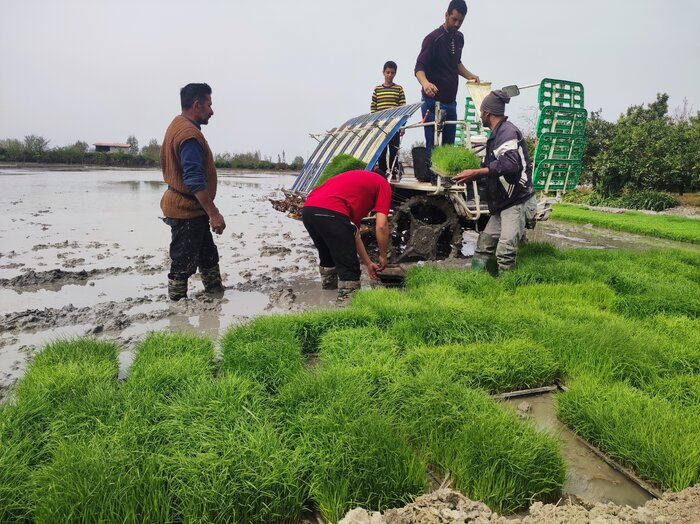 افزایش قیمت نهاده های کشاورزی و نگرانی شالیکاران مازندران