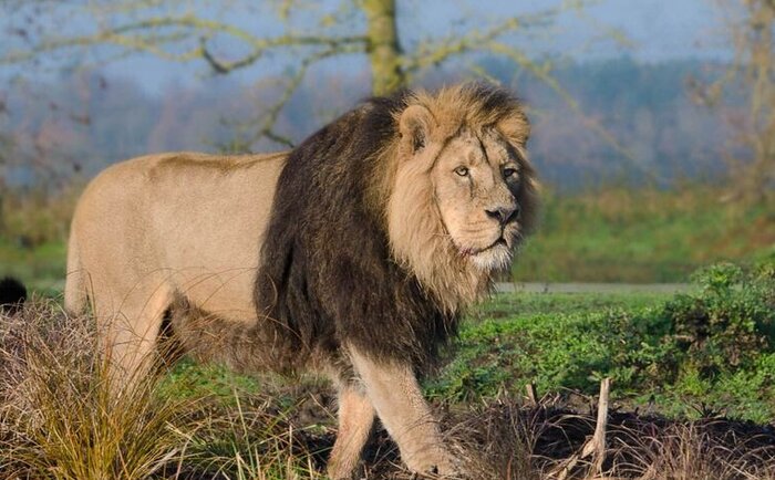 جای خالی شیر و ببر ایرانی در طبیعت کشور