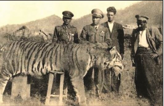 جای خالی شیر و ببر ایرانی در طبیعت کشور