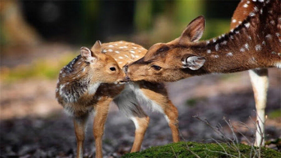 تاکید فرمانده یگان محیطزیست بر اقدامات پیشگیرانه در فصل زادآوری حیاتوحش تاکید فرمانده یگان محیطزیست بر اقدامات پیشگیرانه در فصل زادآوری حیاتوحش