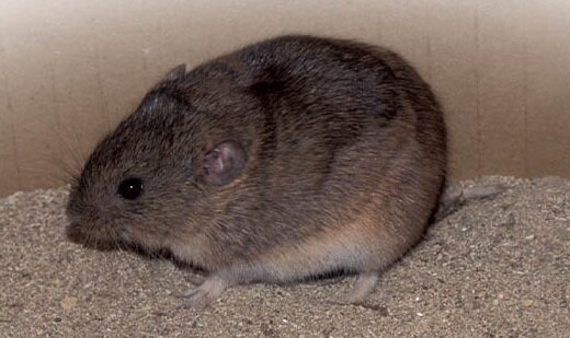 پستانداران کوچکی که ایران تنها خانه آنها است