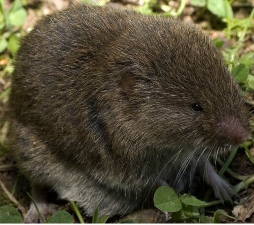 پستانداران کوچکی که ایران تنها خانه آنها است