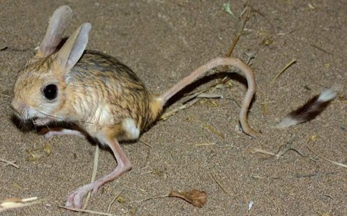 پستانداران کوچکی که ایران تنها خانه آنها است