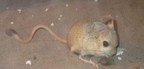 پستانداران کوچکی که ایران تنها خانه آنها است