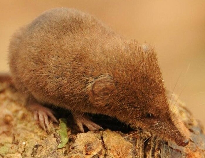 پستانداران کوچکی که ایران تنها خانه آنها است