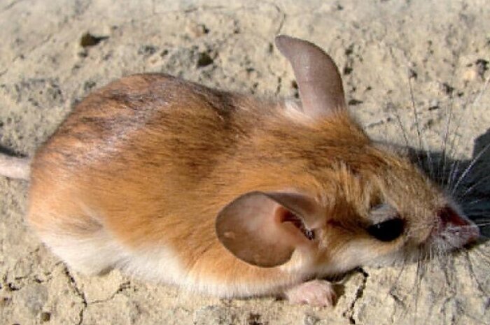 پستانداران کوچکی که ایران تنها خانه آنها است