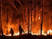 آتش‌سوزی در ۲ هزار متر از عرصه‌های جنگلی دشت نظیر نوشهر مهار شد
