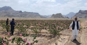 افزایش ۲ برابری سطح زیر کشت گل محمدی در شهرستان خاش