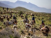 کوچ زودهنگام بهاری عشایر خراسان رضوی آغاز شد