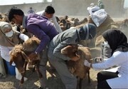 واکسیناسیون رایگان ۵۰۰ هزار راس دام استان اردبیل علیه بیماری بروسلوز