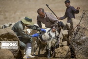 آغاز خدمات رایگان به دامداران در روستاها و نقاط عشایری بوشهر
