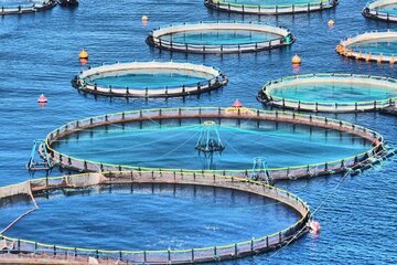 مدیرکل اوقاف بوشهر: بیش از ۶ هزار میلیارد ریال در طرح ماهی در قفس سرمایه‌گذاری می شود