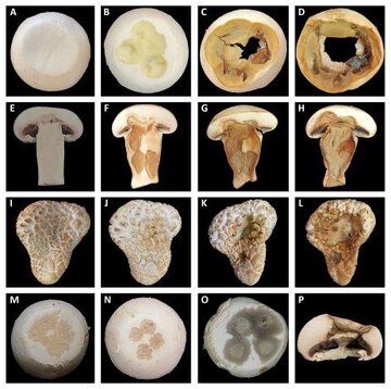 پژوهشگران دانشگاه تهران باکتری‌های مضر برای قارچ خوراکی را شناسایی کردند 